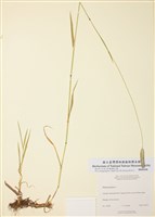藏品(貓尾草)的圖片